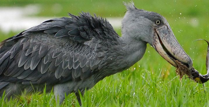 A shoe bill stork in mabamba swamp with a prey in its mouth which is a way of eco-balance