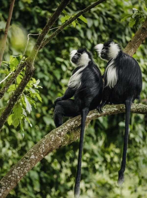 Black and white Monkeys in Nyungwe national park in Rwanda