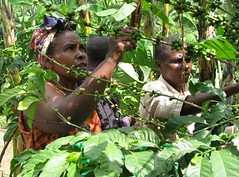 coffee farmers