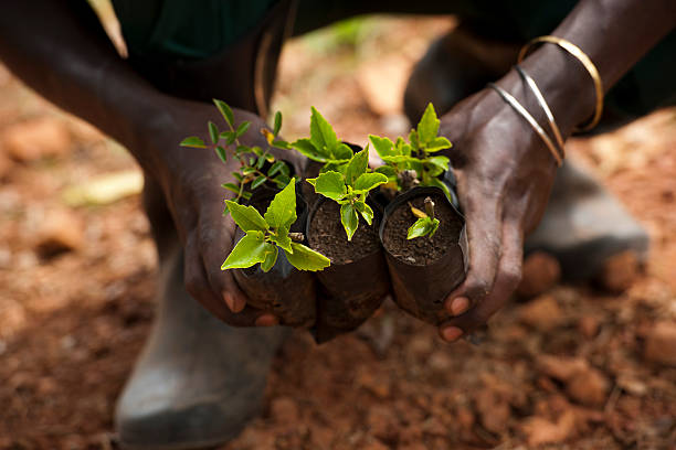 tree planting