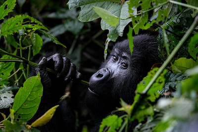 Bwindi 2